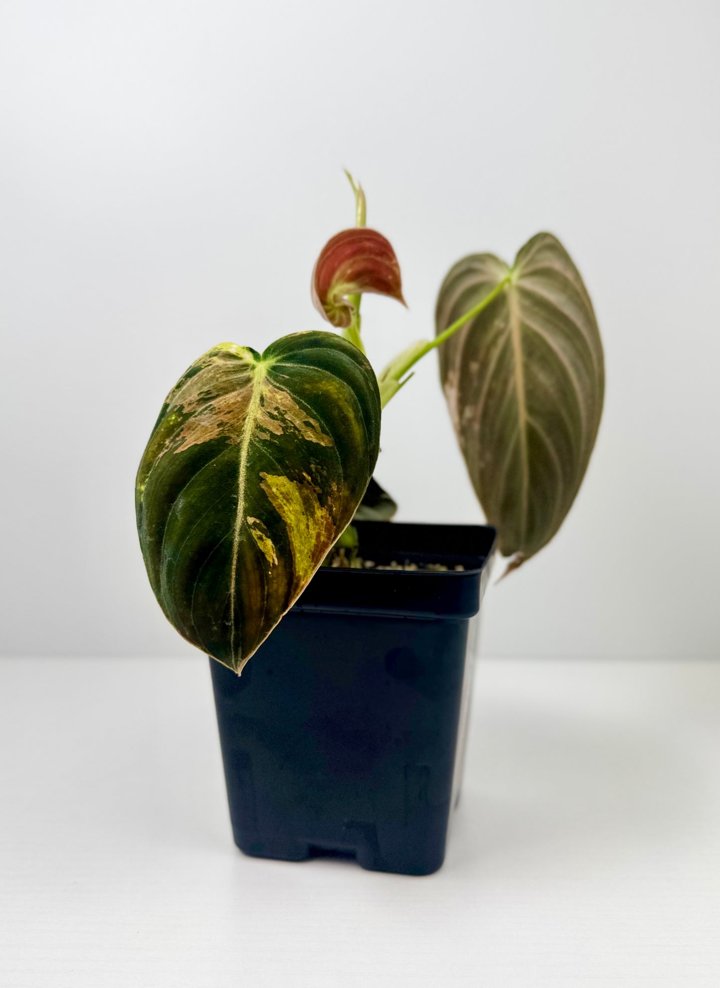 Philodendron Melanochrysum Variegated