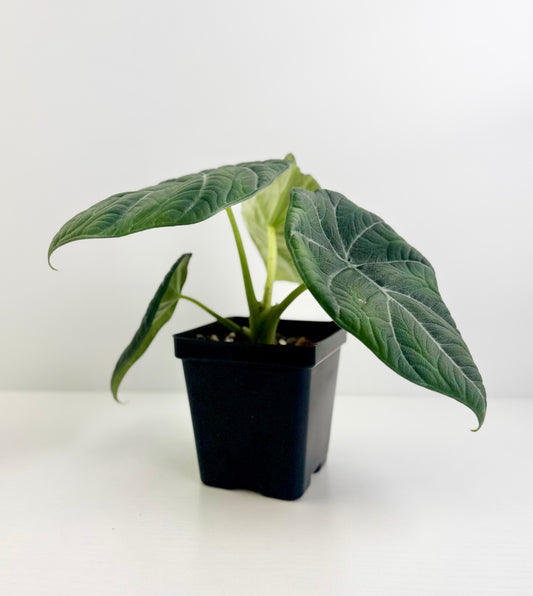 Alocasia ‘Maharani’