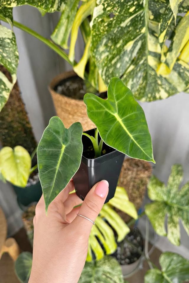 Alocasia Green Velvet