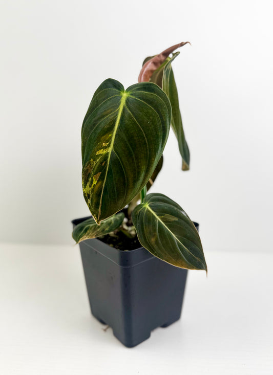 Philodendron Melanochrysum Variegated