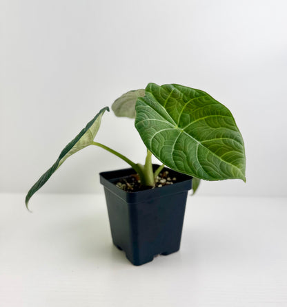 Alocasia ‘Maharani’